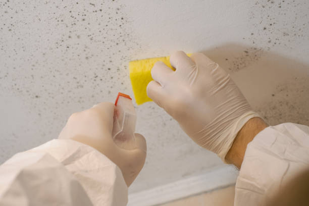 Best Biohazard Mold Removal  in Hillsboro, KS